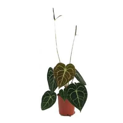 Антуриум Кларинервиум 12/30 фото в интернет-магазине Флоранж