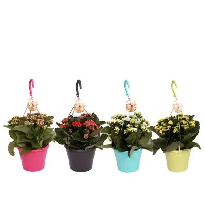 Каланхое Микс 15/30 акция фото в интернет-магазине Флоранж