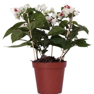 Клеродендрон Томпсона 13/30 фото в интернет-магазине Флоранж