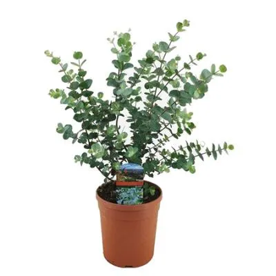 Эвкалипт 13/65