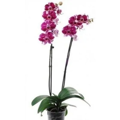 Фаленопсис микс 12/50 2 ств пестрый фото в интернет-магазине Флоранж