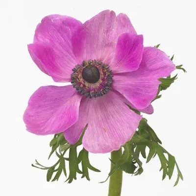 _анемон мистрал плюс микс