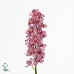 цимбидиум Йоги Бир фото в интернет-магазине Флоранж