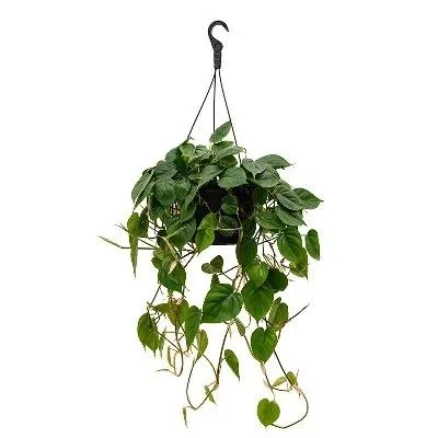 Филодендрон Сканденс 17/35 фото в интернет-магазине Флоранж