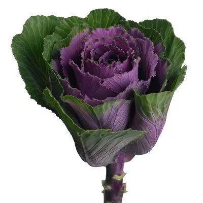 брассика Элеганс фото в интернет-магазине Флоранж