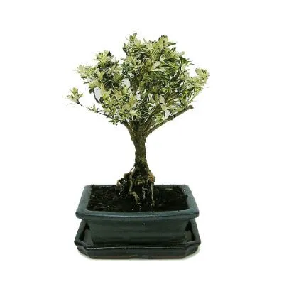 Бонсай Вариегата 15/25 фото в интернет-магазине Флоранж