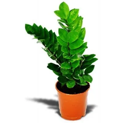 Замиокулкас Замиофолия 14/55 фото в интернет-магазине Флоранж