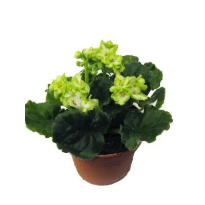 Сениполия Грин 12/20 фото в интернет-магазине Флоранж