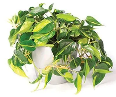 Филодендрон Бразил Сканденс 12/20 фото в интернет-магазине Флоранж