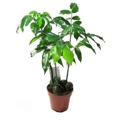 Кастаноспернум 13/45 фото в интернет-магазине Флоранж