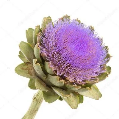 цинара Грин Гробал фото в интернет-магазине Флоранж