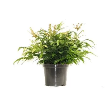 Адиантум Фриц Лут