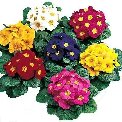 Примула Акаулис 10/15 фото в интернет-магазине Флоранж