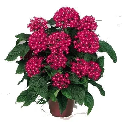 Пентас Микс 13/25 фото в интернет-магазине Флоранж