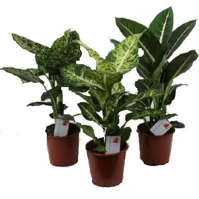 Диффенбахия Микс 17/60 фото в интернет-магазине Флоранж