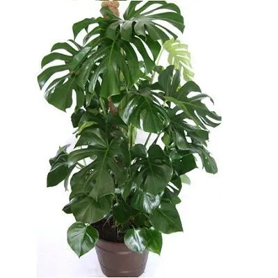 Монстера Деликоза 24/120 фото в интернет-магазине Флоранж