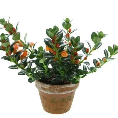 Нематантус 12/20 фото в интернет-магазине Флоранж