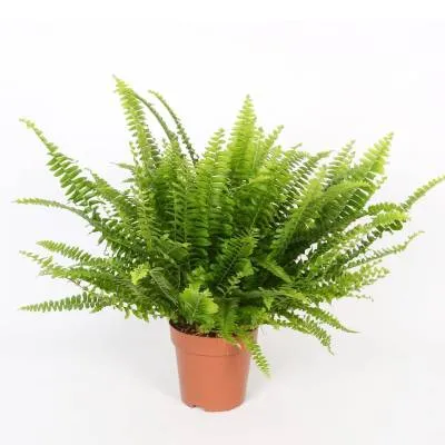 Нефролепис Грин Леди 14/30 фото в интернет-магазине Флоранж