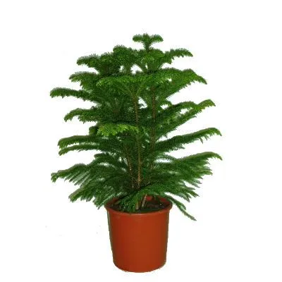 Араукария Гетерофила 23/120 фото в интернет-магазине Флоранж