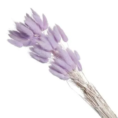 Лагурус цветной, 60шт в уп, сиреневый фото в интернет-магазине Флоранж