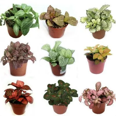 Фиттония Микс 08/10 фото в интернет-магазине Флоранж