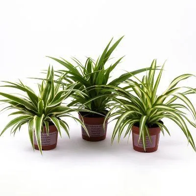 Хлорофитум Лаксум 12/25