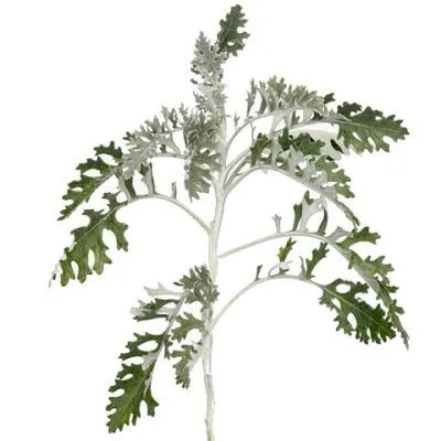 сенецио Мартима фото в интернет-магазине Флоранж