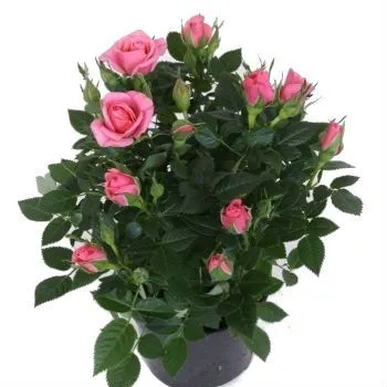 Роза Патио Лайт Пинк 13/30 фото в интернет-магазине Флоранж