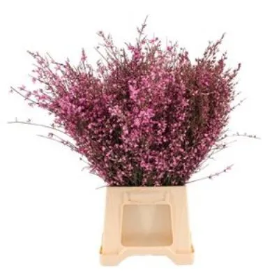 джениста Церис фото в интернет-магазине Флоранж