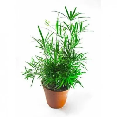 Аспарагус Фалькатус 12/40 фото в интернет-магазине Флоранж