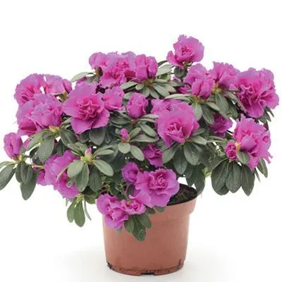 Азалия Эйгер 12/25