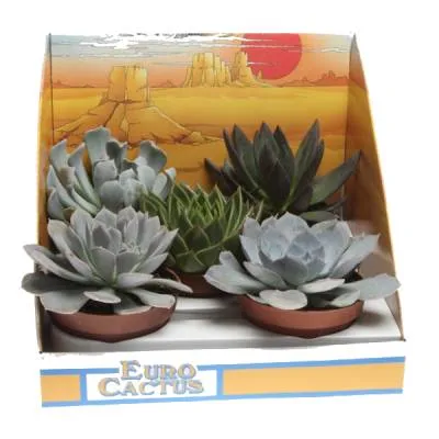 Суккулент Микс 10/15 шоубокс фото в интернет-магазине Флоранж