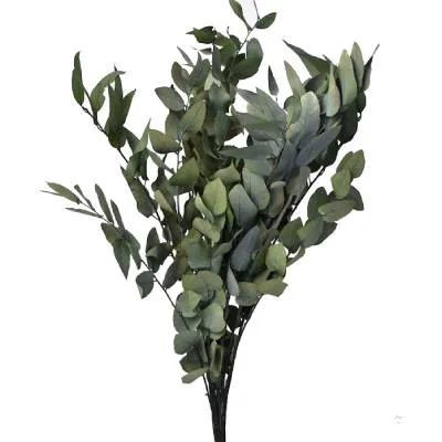 эвкалипт Стуартиана фото в интернет-магазине Флоранж