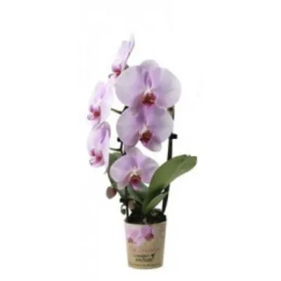 Фаленопсис Каскад 07/25 пинк фото в интернет-магазине Флоранж