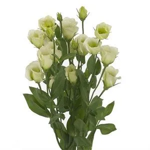 эустома Розита Грин фото в интернет-магазине Флоранж