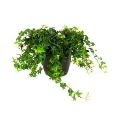 Хедера Грин 12/19