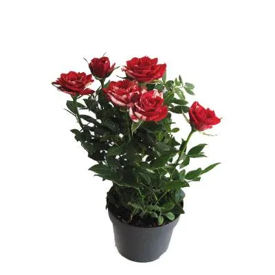 Роза Виктори Джиджи 10/30 фото в интернет-магазине Флоранж