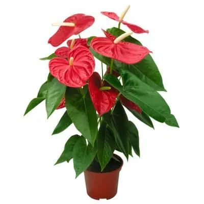 Aнтуриум андр. Дакота 17/65 фото в интернет-магазине Флоранж