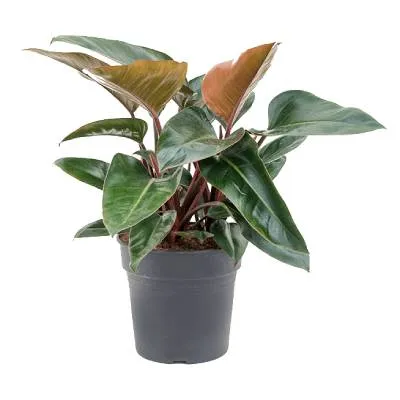 Филодендрон Конго Ред 12/30 фото в интернет-магазине Флоранж