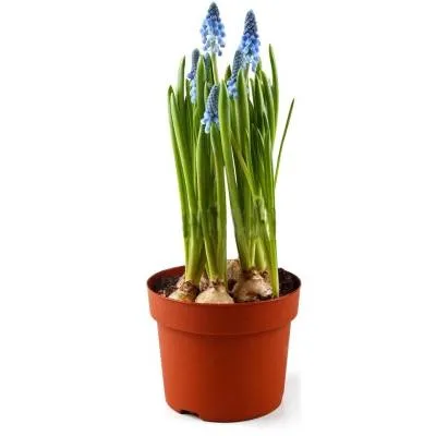 Мускари Армениакум 09/15 фото в интернет-магазине Флоранж