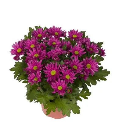 Хризантема кустовая Маргарита Биколор Пурпл 13/30 фото в интернет-магазине Флоранж