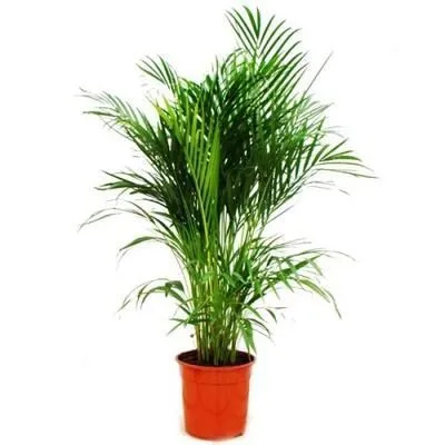 Хамедорея Элеганс 17/60