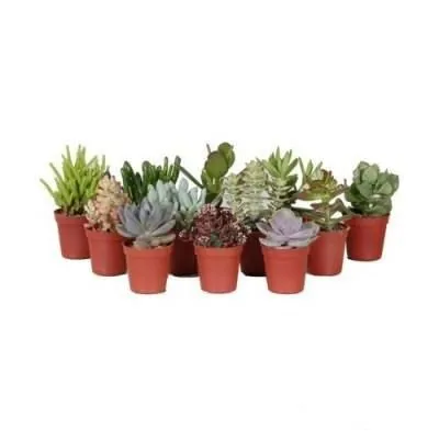 Суккулент Микс 10/15 фото в интернет-магазине Флоранж