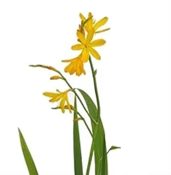 крокосмия Эмили Маккензи фото в интернет-магазине Флоранж