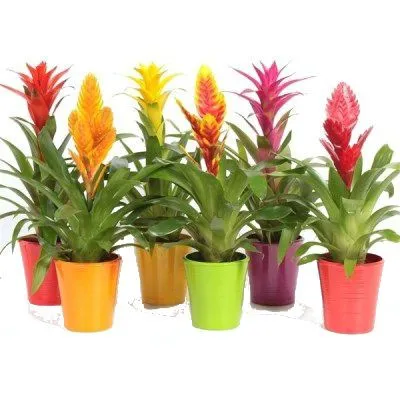 Вриезия Микс 09/25 фото в интернет-магазине Флоранж