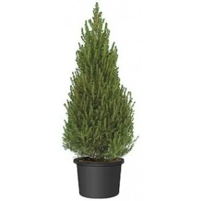 Ель Коника 26/100 фото в интернет-магазине Флоранж