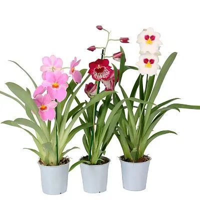 Мильтония 12/40 фото в интернет-магазине Флоранж