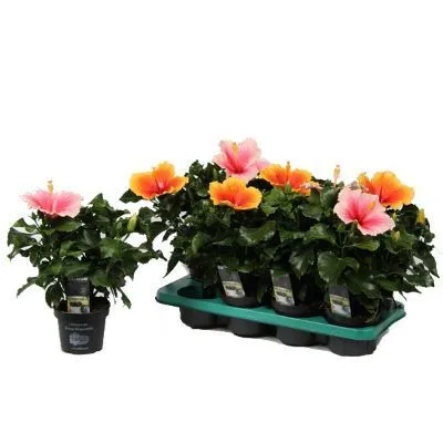 Гибискус Тутти Фрутти 13/40  фото в интернет-магазине Флоранж