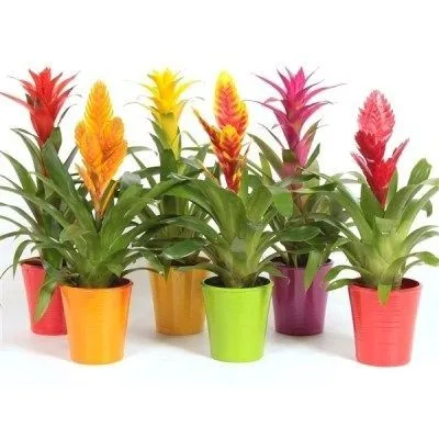 Бромелия Микс 09/25 фото в интернет-магазине Флоранж