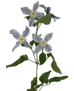 клематис Стар Ривер фото в интернет-магазине Флоранж